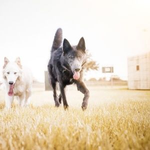 Meet your Posher, Bill